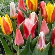 tulipe greigii en melange